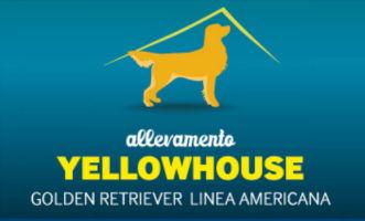 Allevamento Golden Retriever Yellow House