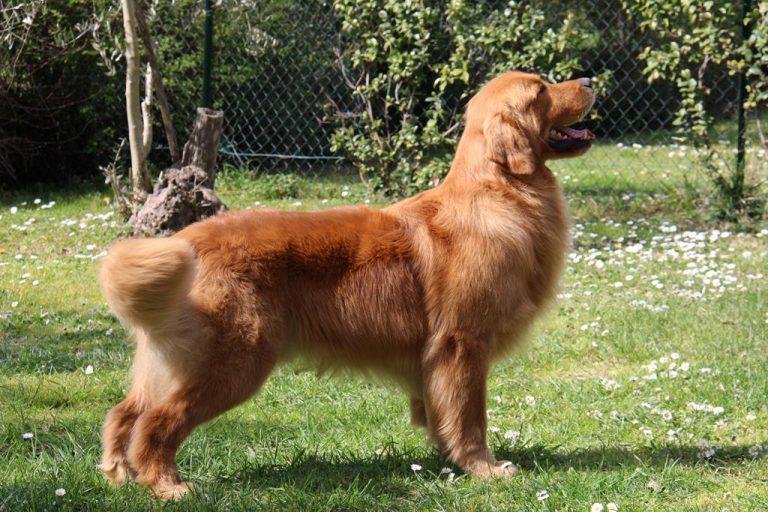 Golden Retriever West - Allevamento Yellow House (1)