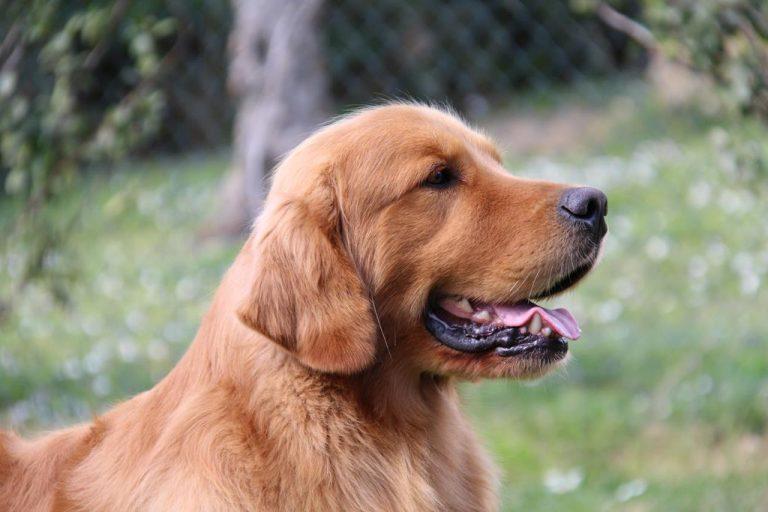 Golden Retriever West - Allevamento Yellow House (2)