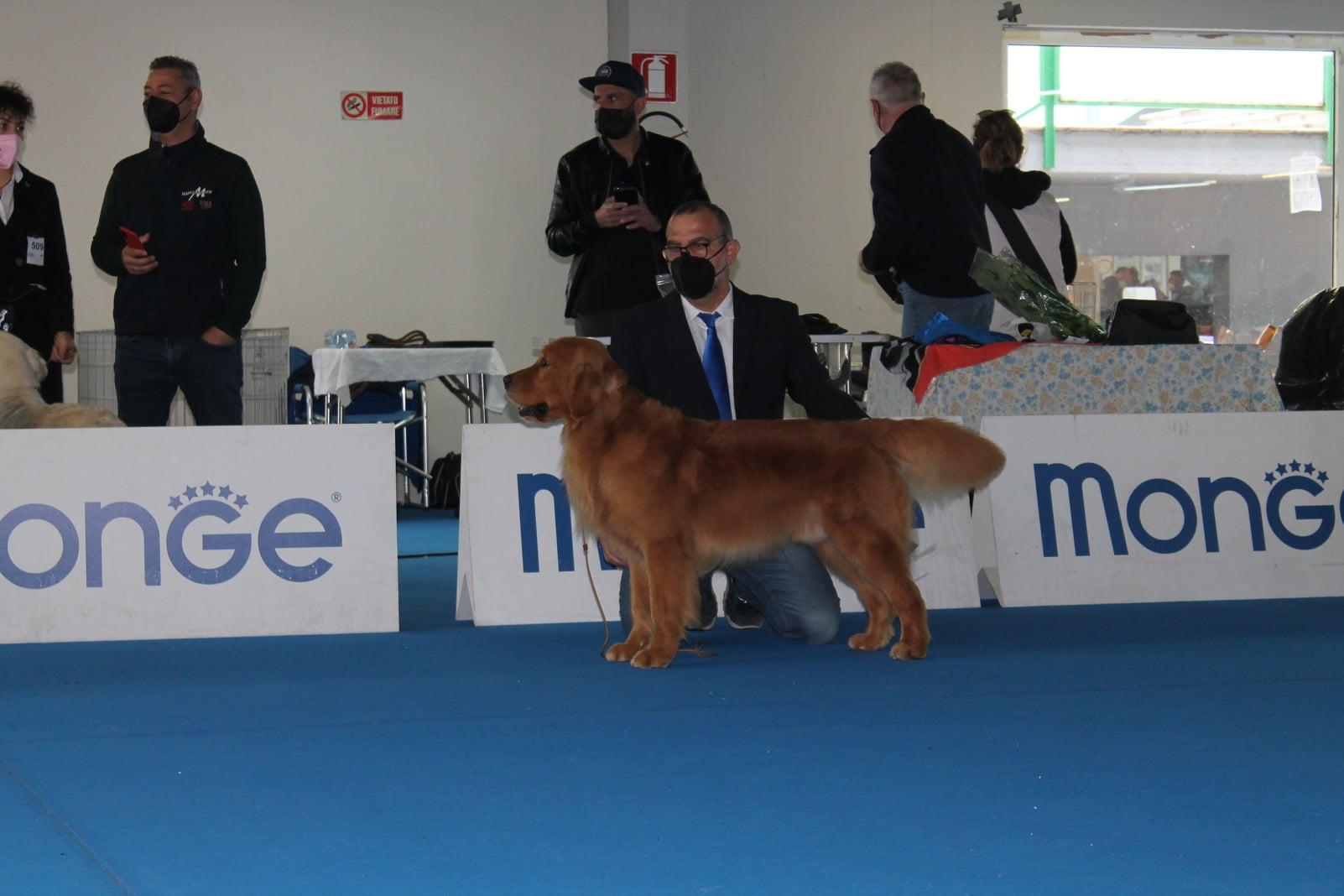 Esposizione Internazionale di Cagliari e Mostra Speciale Retrievers